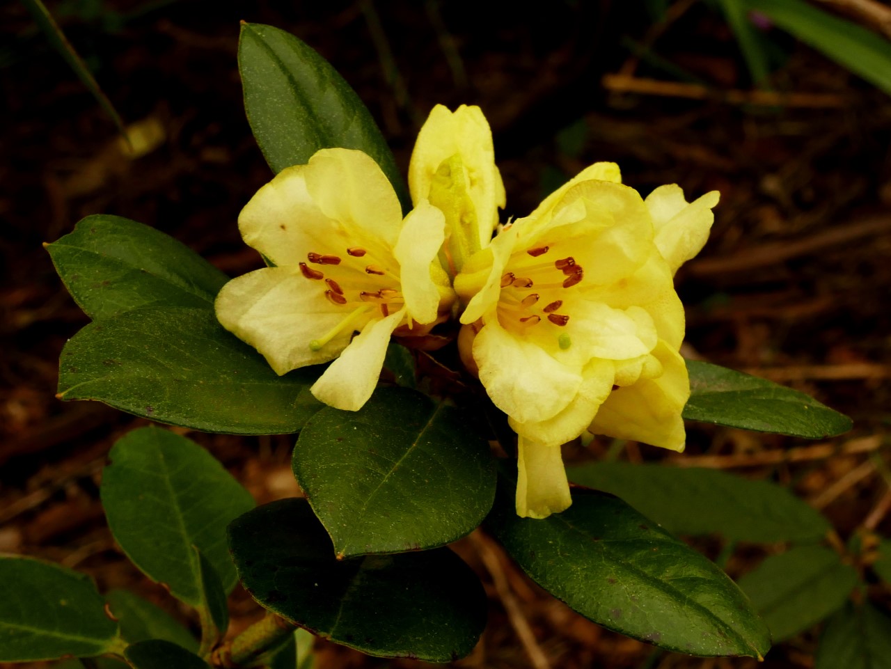 'Chrysomanicum'